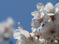 桜 桜