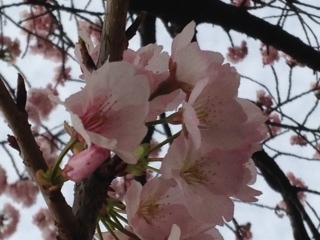 高岳桜