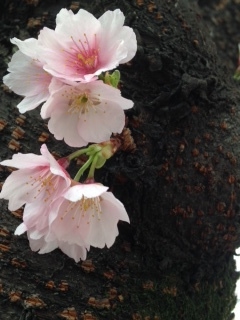 高岳桜