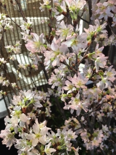 八雲桜 八雲桜